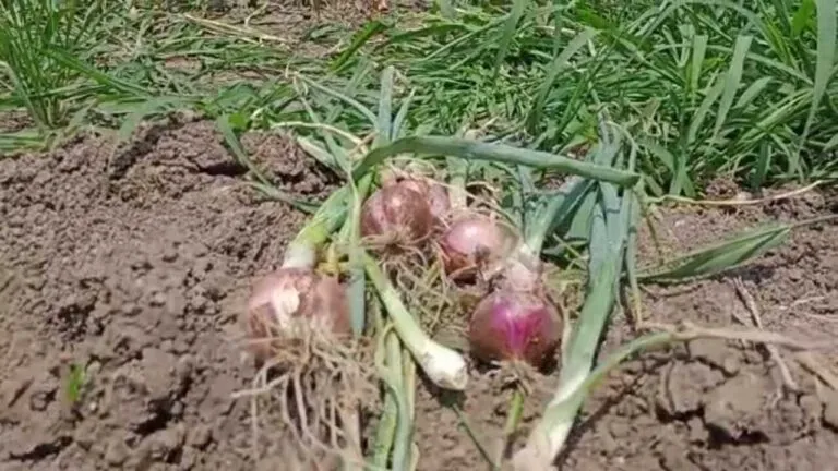 Raisen News mp news Kisan News mp weather