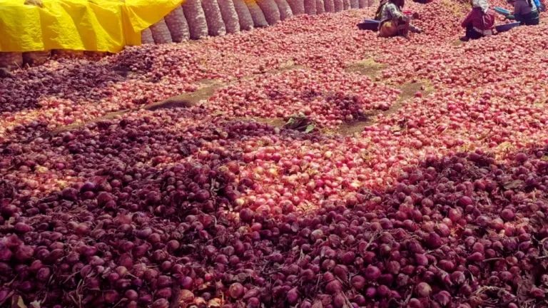 Onions priced at pennies, forced to distribute free somewhere, crop fed to animals