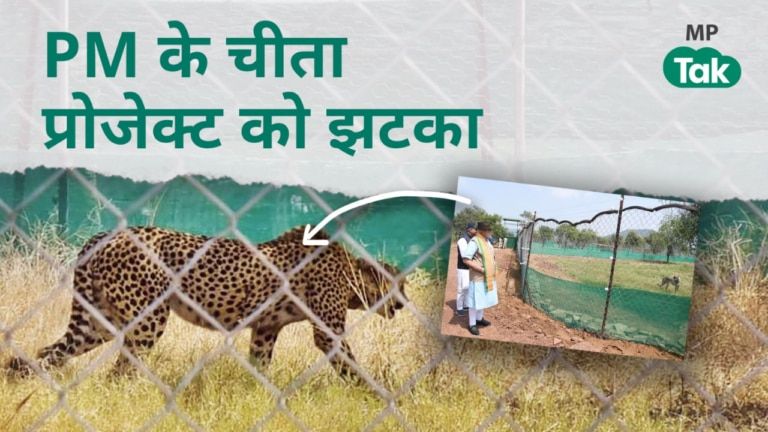 कूनो नेशनल पार्क में मेटिंग के दौरान लड़ पड़े चीते, मादा की मौत; देखते रह गए वन अफसर Kuno National Park, Cheetah Project, PM Modi Cheetah Project, mp news