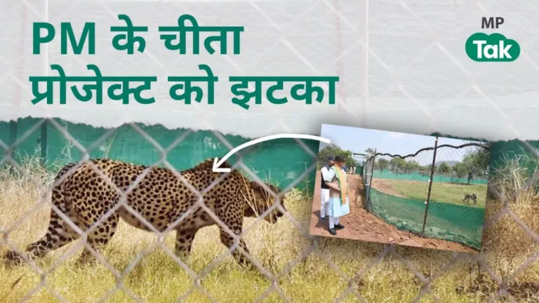 कूनो नेशनल पार्क में मेटिंग के दौरान लड़ पड़े चीते, मादा की मौत; देखते रह गए वन अफसर Kuno National Park, Cheetah Project, PM Modi Cheetah Project, mp news