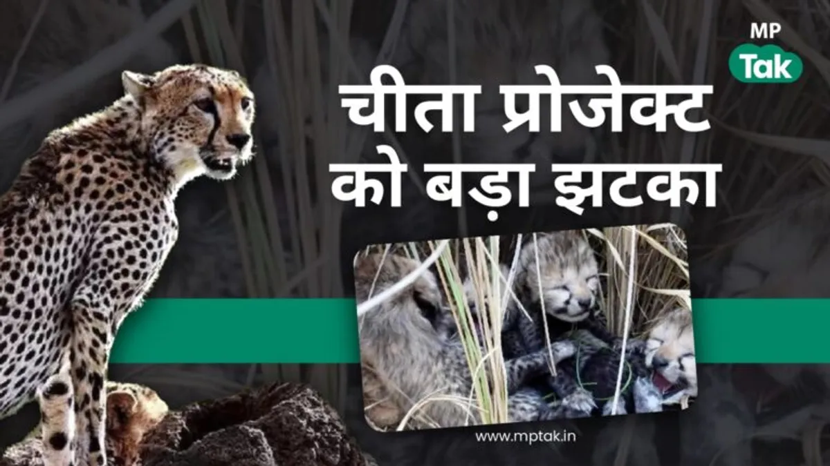 कूनो में 2 और शावकों ने तोड़ा दम, दो महीने में 6 चीतों की गई जान, चिंताजनक है वजह Big blow to PM Modi's cheetah project: two more cubs died; 6 cheetahs have died so far