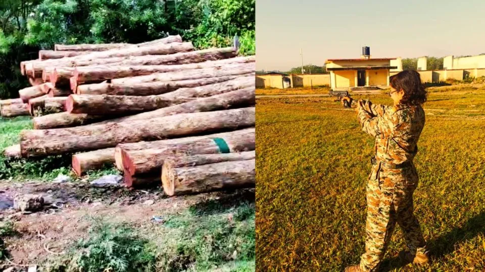 mp news, Lady IFS, mp police, Forest News, Teak News