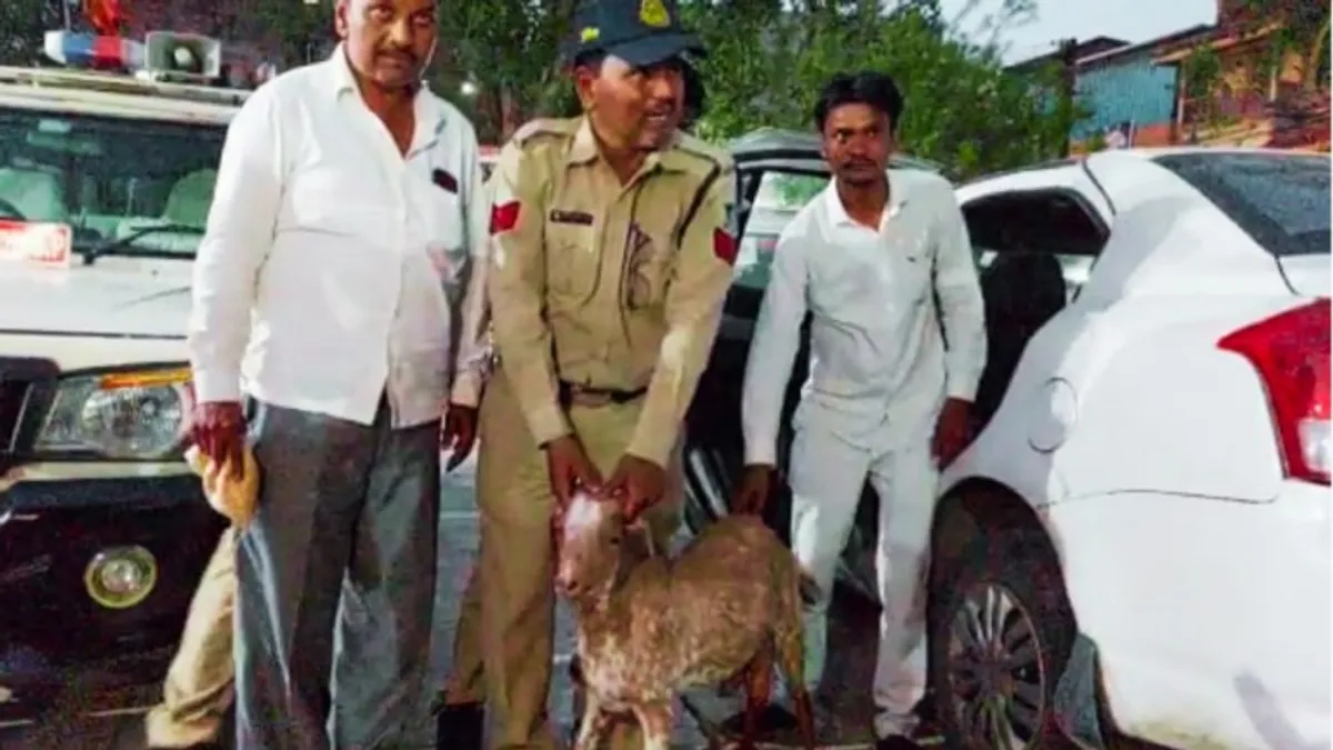 बकरियों को धोखे से लग्जरी कार में खींचकर ले जाते थे चोर, चाेरी का अनोखा मामला आया सामने, VIDEO NewsTak