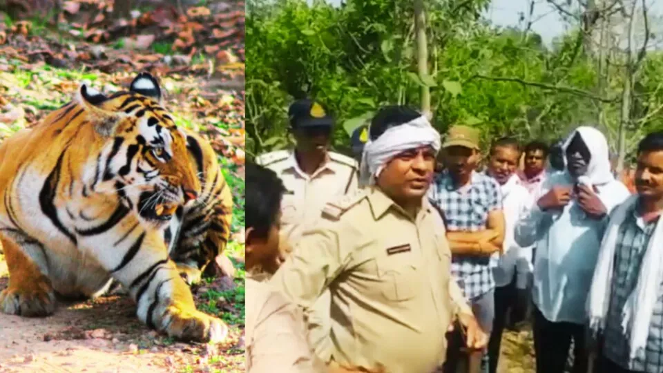 Tiger Attack, MP News, Seoni news, Tiger News