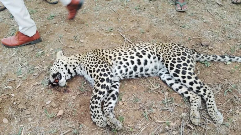 Leopard attacked on seeing the person, seriously injured, people did this condition of the man-eating animal