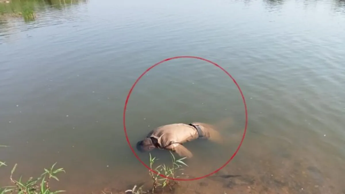 नदी में तैरता हुआ मिला होमगार्ड सैनिक का शव, मामले की जांच में जुटी पुलिस Home Guard soldier body found, Death, MP News, Mandla