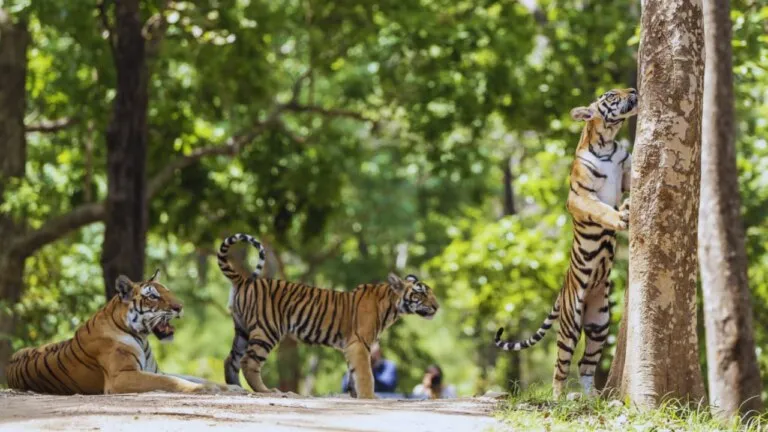 Three tigers were seen having fun together in the middle of the road blocking the way of tourists, tourists captured the view on camera