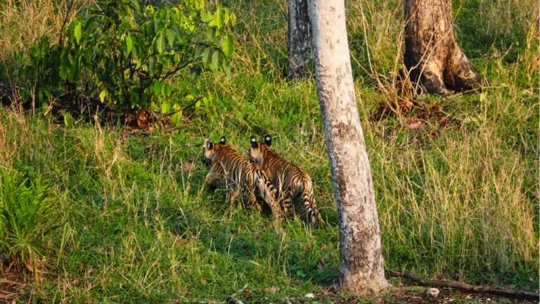 Pench Tiger Reserve buzzing with little cubs, two tigresses gave birth to 7 cubs