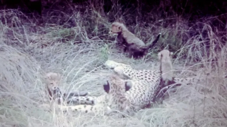 cheetah, kuno national park mp news, mp news update
