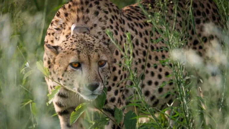 kuno national park cheetah news, Mp news