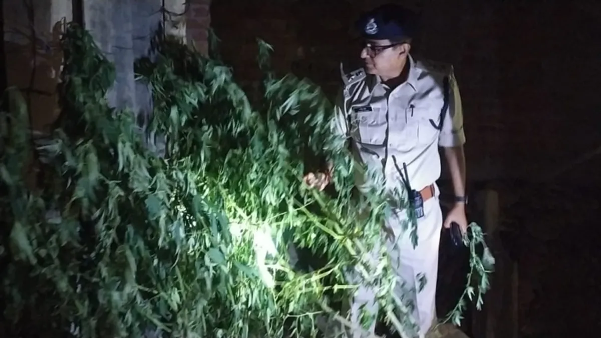 चंबल के बीहड़ों में गांजे की फसल देख पुलिस हुई हैरान, रातभर खड़े होकर एसपी ने उखड़वाए 250 पौधे chambal news, bhind news, mp news, bhind crime news, bhind police, mp police