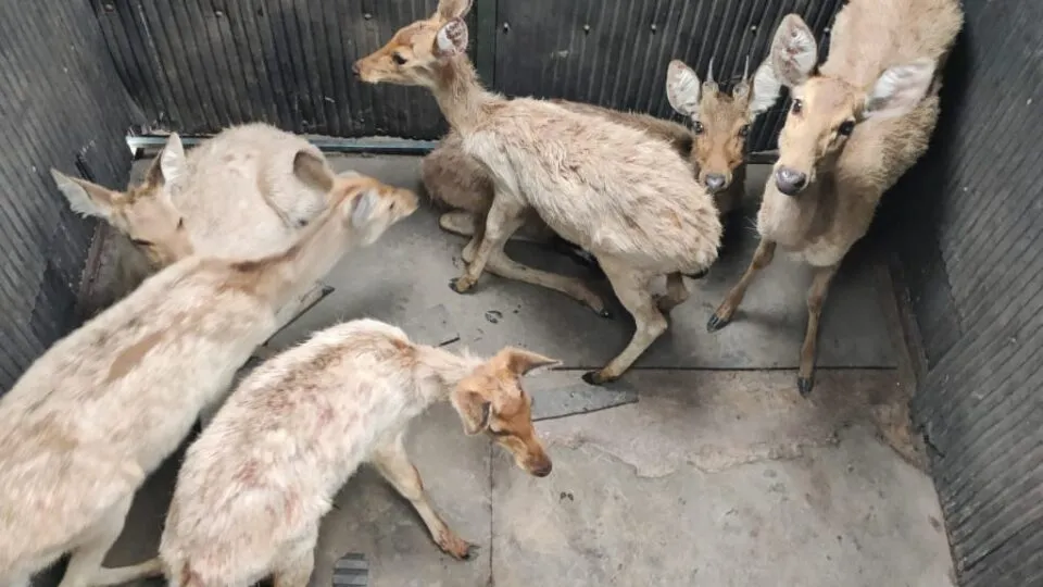 Project Barasingha, MP News, bandhavgarh