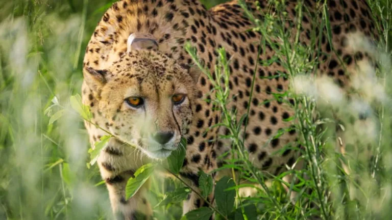 case of death of cheetahs Kuno National Park Supreme Court big relief Central Government