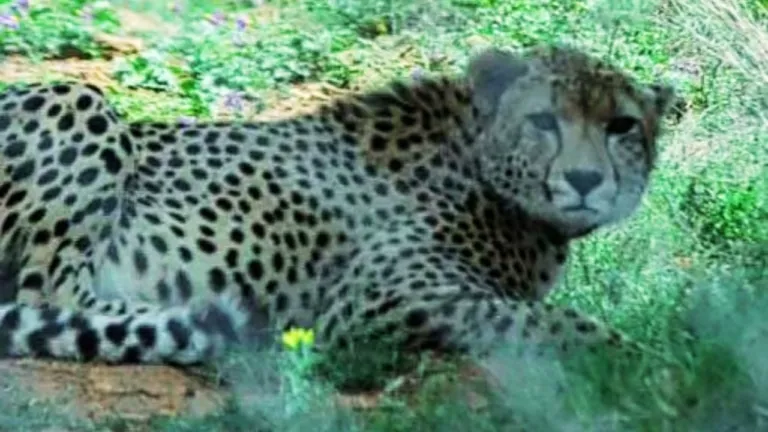 kuno national park, shivpuri, mp news, cheetah