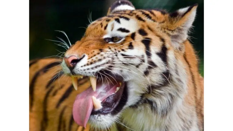sagar, sagar news. tiger, tiger kishan, noradehi, mp news , mp tourism,