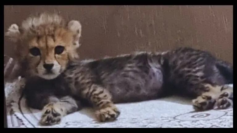 jwala cheetah surviving cub, Kuno National Park, MP News, cheetah news