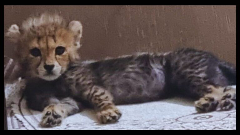 jwala cheetah surviving cub, Kuno National Park, MP News, cheetah news