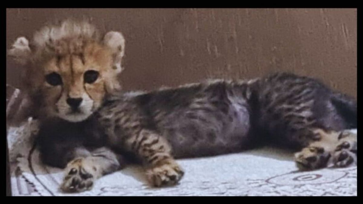 कूनो नेशनल पार्क: पहली बार देखिए बीमारी से उबर रहे जीवित बचे एकमात्र चीते शावक की तस्वीर jwala cheetah surviving cub, Kuno National Park, MP News, cheetah news