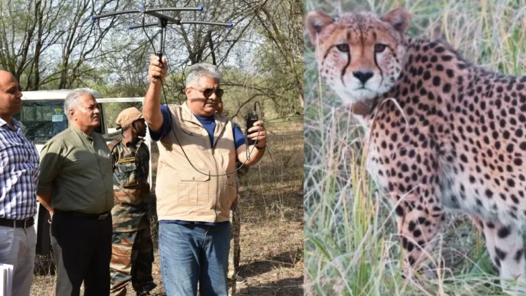 Kuno National Park, Sheopur News, MP News, Cheeta News, Union Forest Minister, Bhupendra Singh Yadav