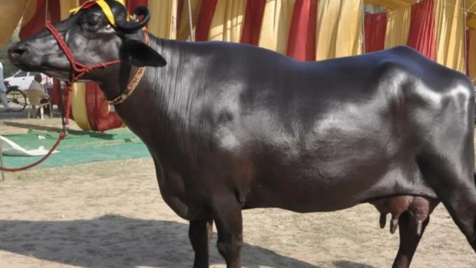 buffalo died case got entangled in its horn owner asked for compensation insurance company gave strange argument Gwalior news
