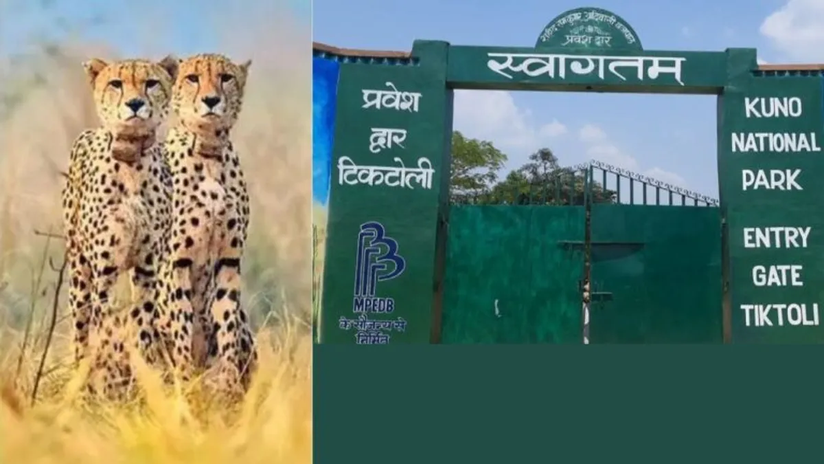 कूनो नेशनल पार्क में विदेशी चीतों को देखने नहीं जा सकेंगे पर्यटक, जानें क्या है कारण kuno national park