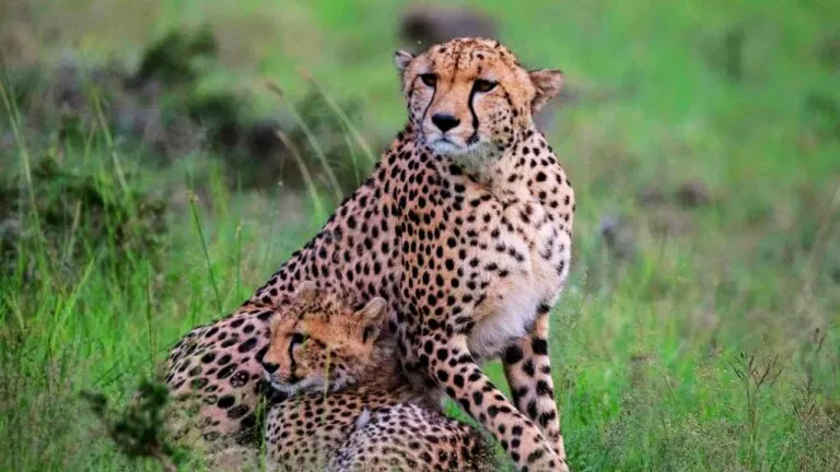 After Tiger State MP Cheetah State CM Shivraj 12 Cheetahs security MP News CM Shivraj singh Chauhan