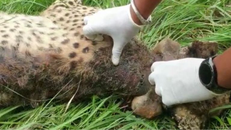 Supreme Court death of cheetahs center government Rajasthan News
