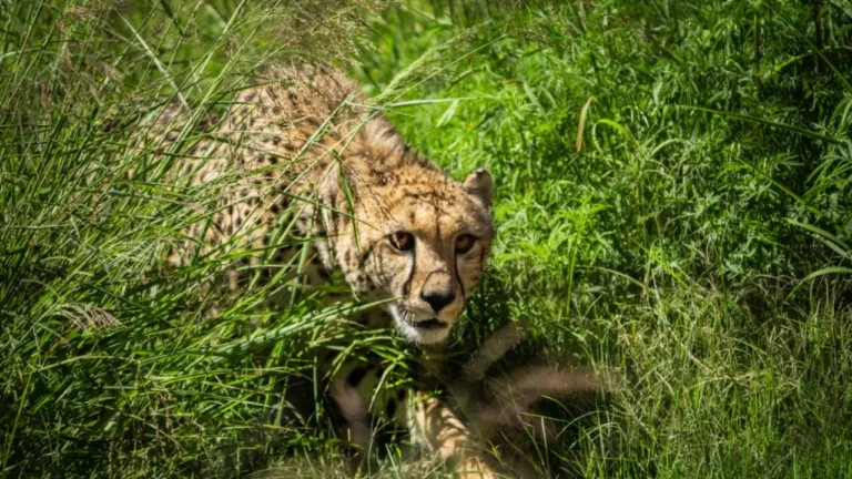 Female cheetah Narva missing from KUNO National Park, not getting satellite location, team sweating in search