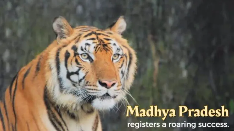 Breaking: मध्य प्रदेश फिर बना देश का टाइगर कैपिटल, इतने बाघों के साथ नंबर वन Breaking: Madhya Pradesh again became the Tiger Capital of the country, number one with so many tigers