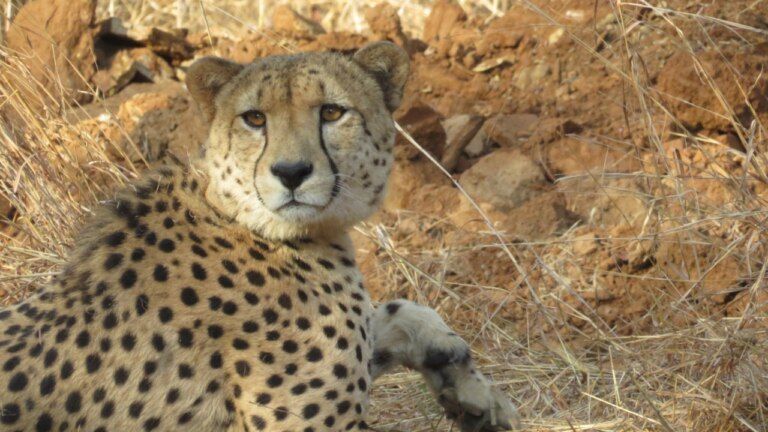 kuno national park cheetah news sheopur news mp news