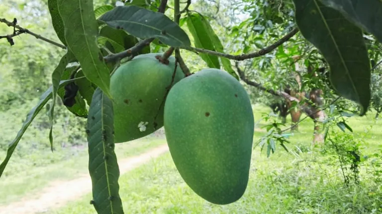 The taste of 'Sundarja' is such that everyone is crazy, demand from Vindhya to America, that's why this mango is special