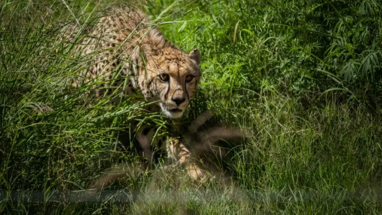 kuno national park cheetah mp news sheopur news cheetah death