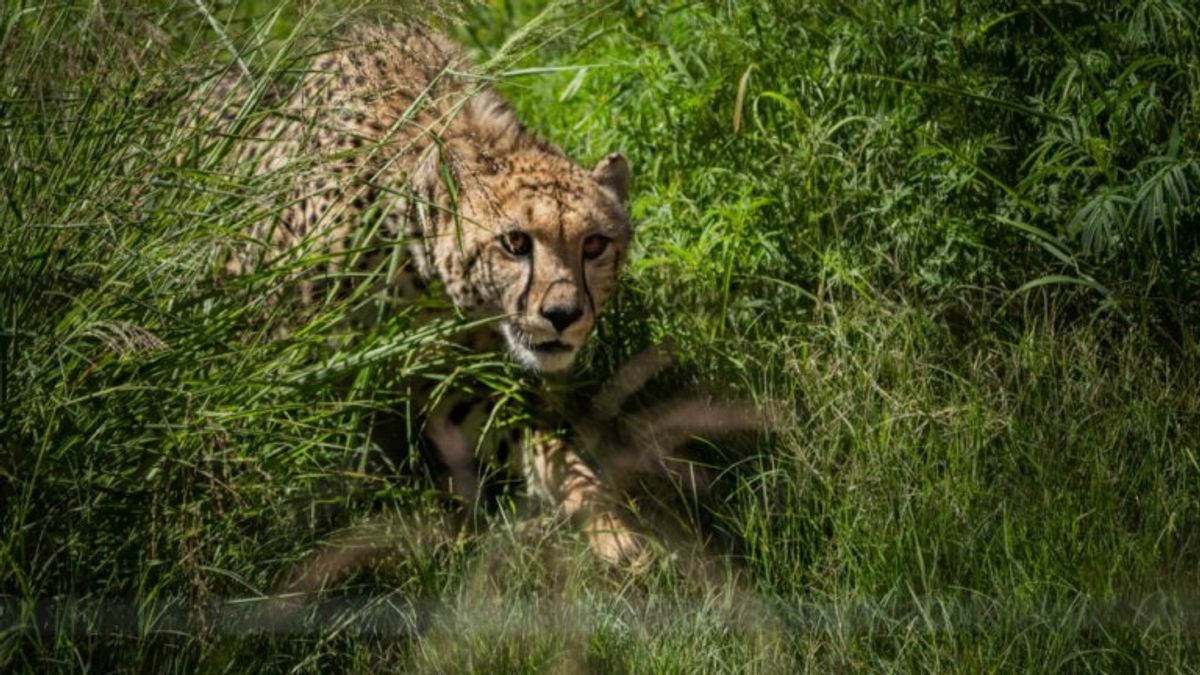 चीता प्रोजेक्ट को बड़ा झटका, कूनो नेशनल पार्क में एक और चीते तेजस की माैत, जानें क्या है वजह? kuno national park cheetah mp news sheopur news cheetah death