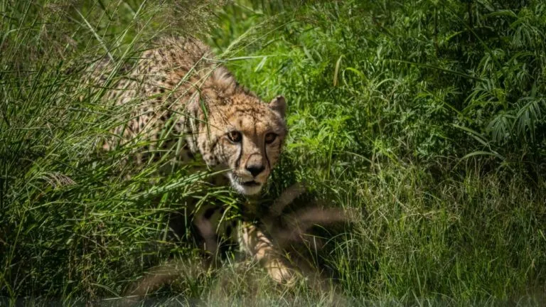 cheetah tejas death reason , mp news, madhya pradesh