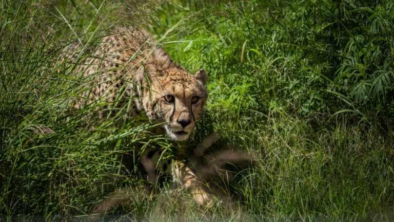 cheetah tejas death reason , mp news, madhya pradesh