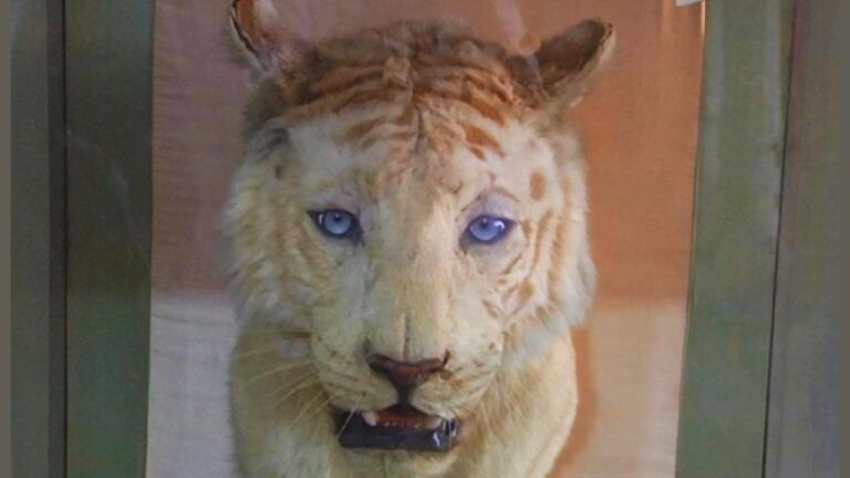 white tiger Mohan rewa, world tiger day, mp news