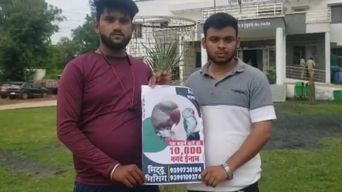 गुम हुआ तोता तो अटक गई परिवार की जान, गली-गली करवा डाला अनाउंसमेंट, बताने वाले को देंगे ईनाम! damoh news mp news omg news