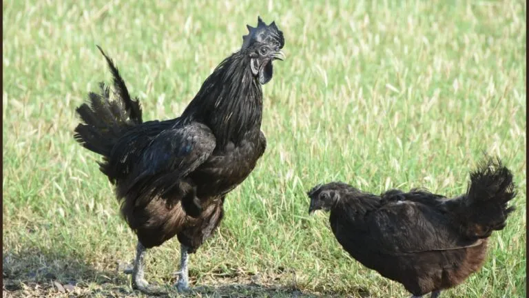 Kadaknath chickens, mp news, jhabua, mp election