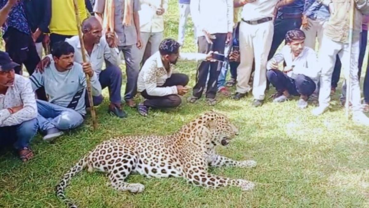 बीमार तेंदुए को घंटों परेशान करते रहे लोग, सेल्फी ली, पालतू की तरह टहलाया, फिर ऐसे हुआ रेस्क्यू leopard rescue news, mp news, madhya pradesh