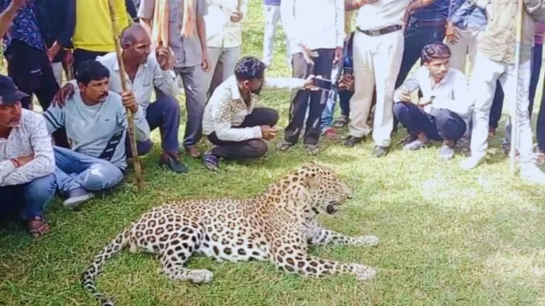 बीमार तेंदुए को घंटों परेशान करते रहे लोग, सेल्फी ली, पालतू की तरह टहलाया, फिर ऐसे हुआ रेस्क्यू leopard rescue news, mp news, madhya pradesh