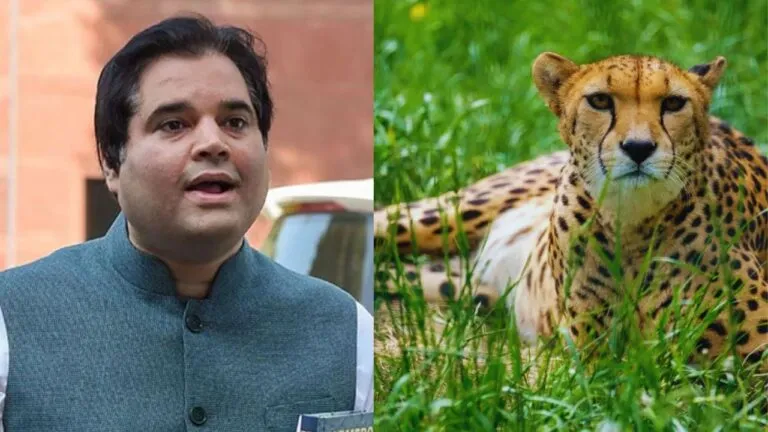 BJP MP Varun Gandhi criticises governments plan to import cheetahs emphasising the need to protect Indian species instead