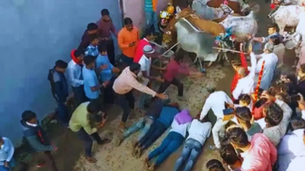 अजब-गजब परंपरा, उज्जैन में मनोकामना पूरी करने के लिए जमीन पर लेटते हैं लोग, उन्हें रौंदती हैं गायें Diwali News, Ujjain News, Madhya Pradesh, Diwali Strange tradition in Ujjain badnagar