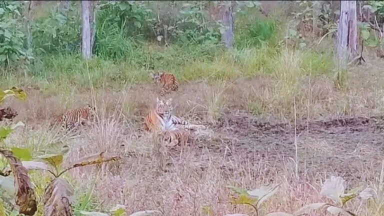 Tigress seen playing with children in Satpura, MP News, Viral Video, Madhya Pradesh ,