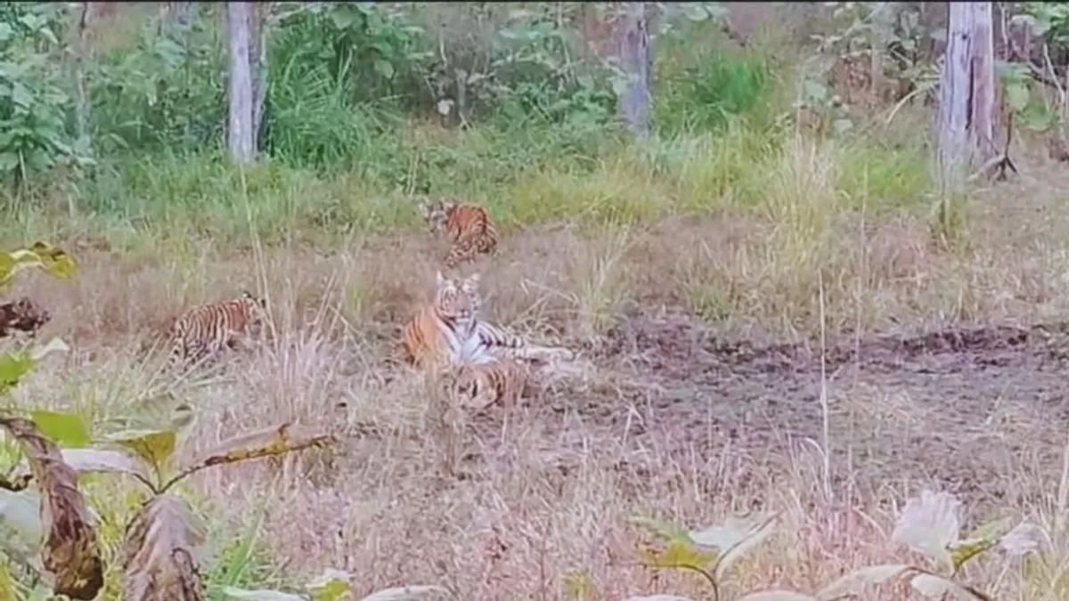 सतपुड़ा में बच्चों के साथ अटखेलियां करती दिखी बाघिन, वायरल हुआ खूबसूरत वीडियो Tigress seen playing with children in Satpura, MP News, Viral Video, Madhya Pradesh ,