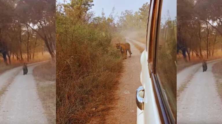 Rajasthan Ranthambore tiger entered MP's Kuno National Park Viral Video, Kuno National Park, Viral Video, Tiger News