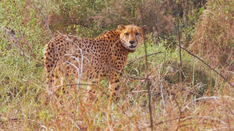 agni cheetah, Kuno National Park, cheetah news, mp news, madhya pradesh, Kuno National Park Cheetah ,