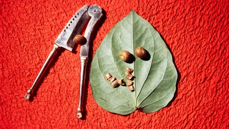Guna news, thief turned out to be fond sweet betel nut, fulfill ended up jail, Crime news, Guna Crime News