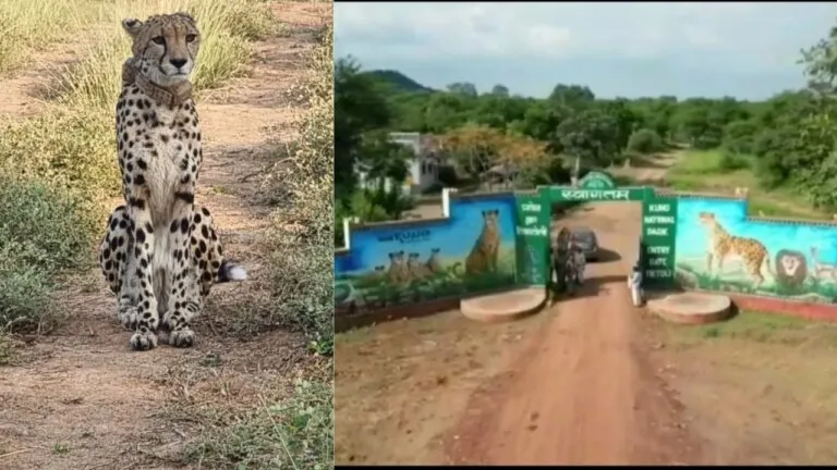 Kuno National Park, Cheetah Safari, Madhya Pradesh News, Sheopur News, Cheetah Project