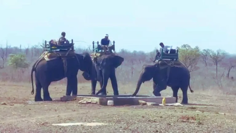 MP: बाघ की चहलकदमी से दर्जनभर गांवों में मचा हड़कंप, हाथी बुलाकर रेस्क्यू शुरू, लेकिन... Tiger_Rescue