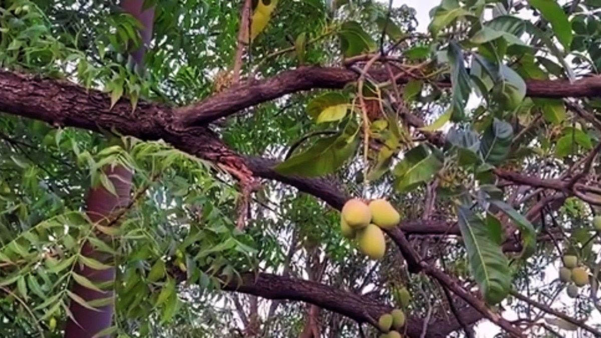 नीम के पेड़ पर लटक रहे आम के रसीले फल
